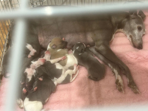 Beautiful pedigree whippet puppies