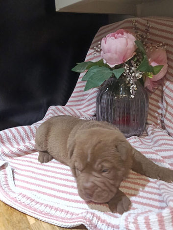 Shar pei puppies 5 weeks old