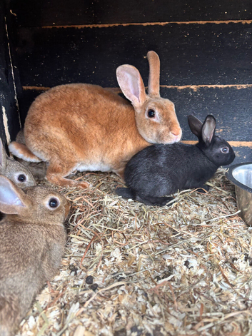 Pure bred Rex bunny's