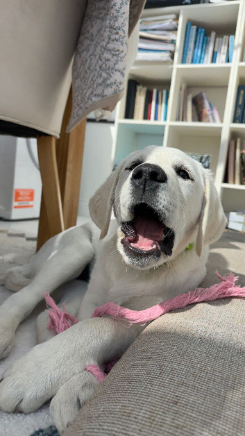 Labrador and Golden mix puppy
