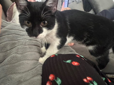 4 month female kitten
