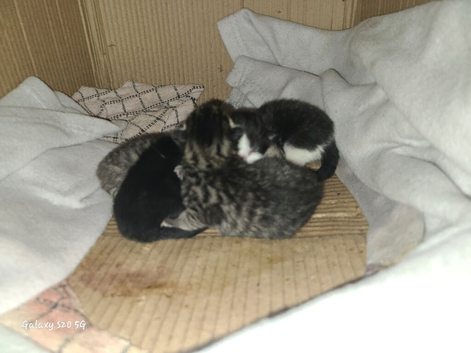 Two male stripey Bengal kittens Grey and black