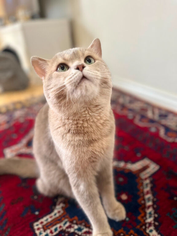 Lilac British short hair cat