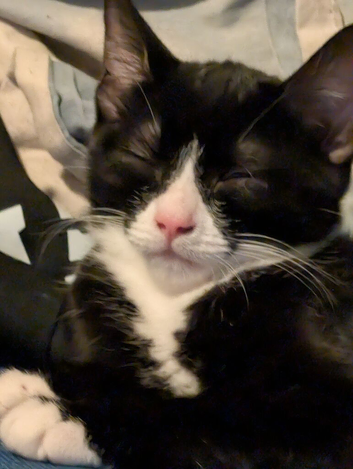 Nala sweet cat