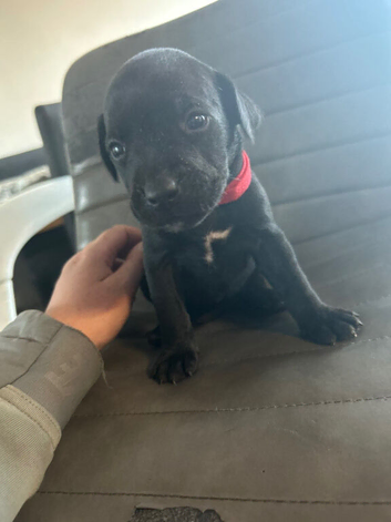 Labrador x staff