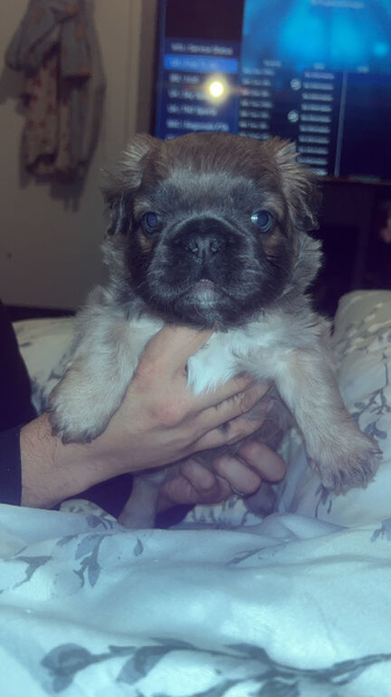Female visual fluffy frenchie