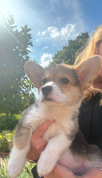 Cute corgi pups looking for forever homes