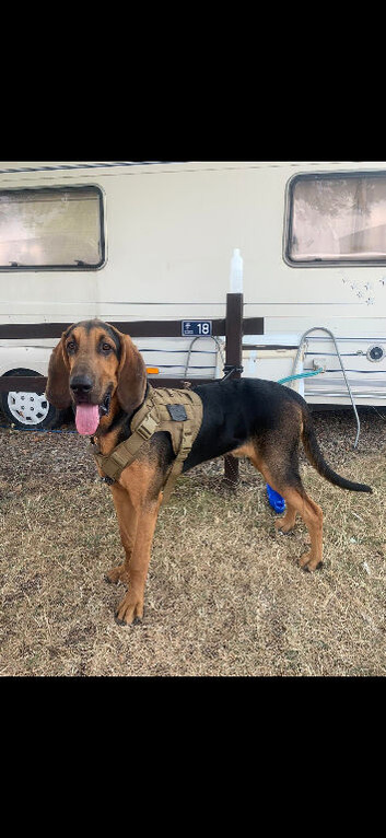 Bloodhound for sale