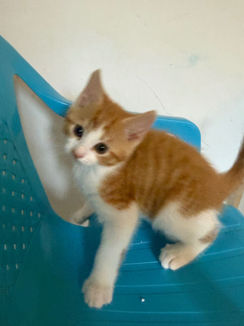 3 ginger male kittens looking for a new home