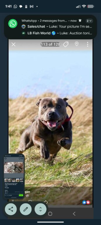 Blue staffy puppies (blue bronson line)