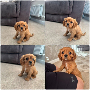 King Charles cavalier Ruby BOY