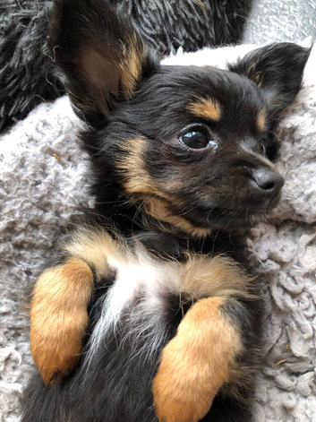 Black Tricolour long coat Chihuahua puppy