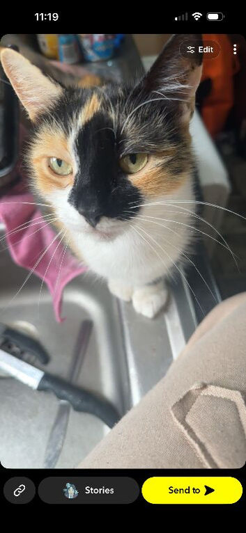 2 female cats free need gone asap