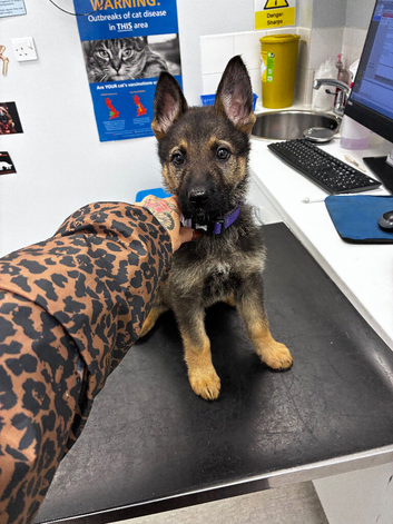 *PENDING COLLECTION*Princess the German shepherd