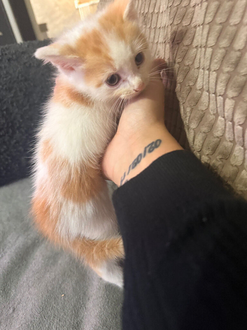 2 gorgeous male kittens for sale