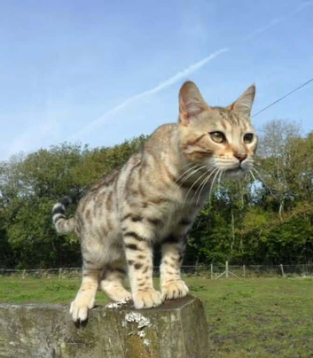 Bengal boy 10 weeks old