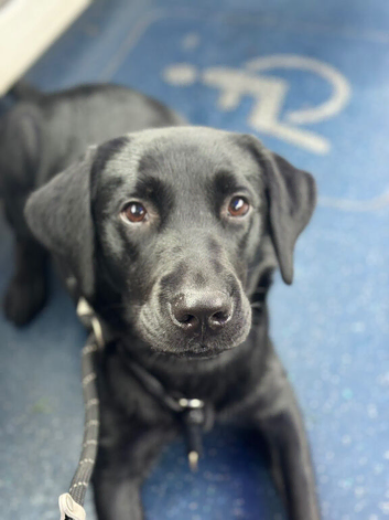 Labrador puppies