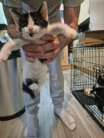 Kittens for sale