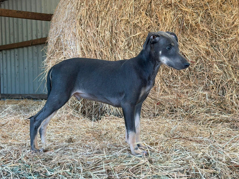 READY TO LEAVE. Stunning Lurcher puppies!! Dogs only!!