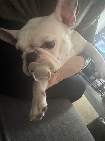 French bulldog 2 years old