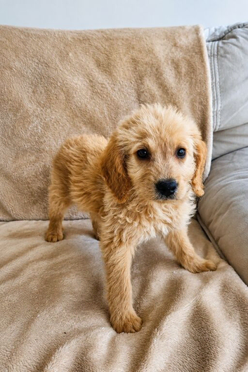 Labradoodle puppies (2 females left)