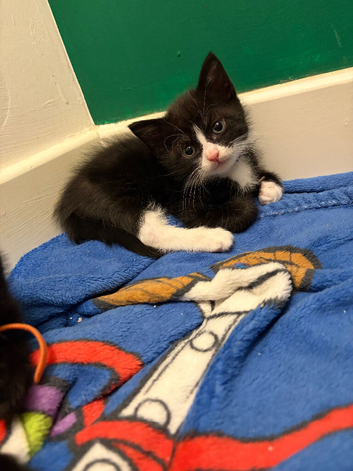Kittens ready for their home