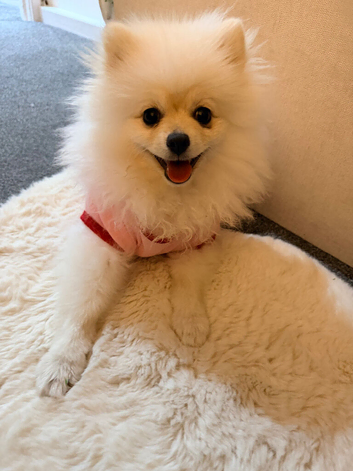 Fifi the pomeranian