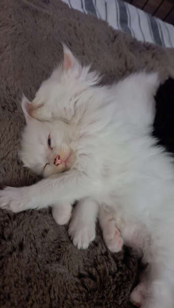 Pedigree Maine coon kittens