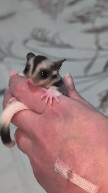 Two female mosaic joeys