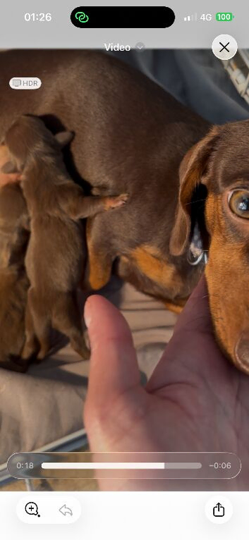 Miniature dachshunds