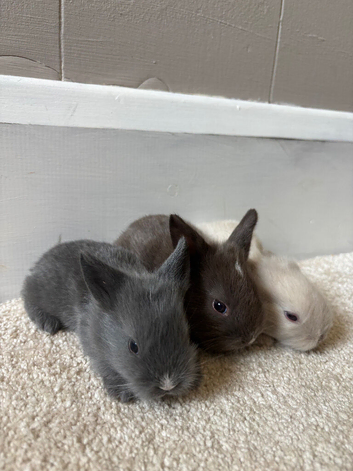 Gorgeous Baby Lionhead Rabbits