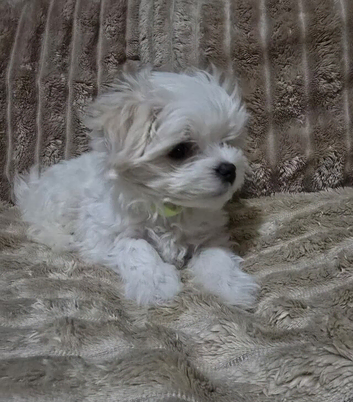 Gorgeous Little Maltese Girl Available