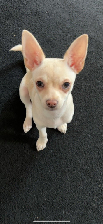 Stunning chihuahua for stud