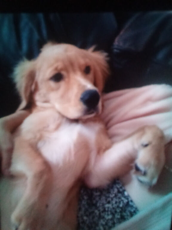 Handsom spanador puppy 4 5 monthes oid
