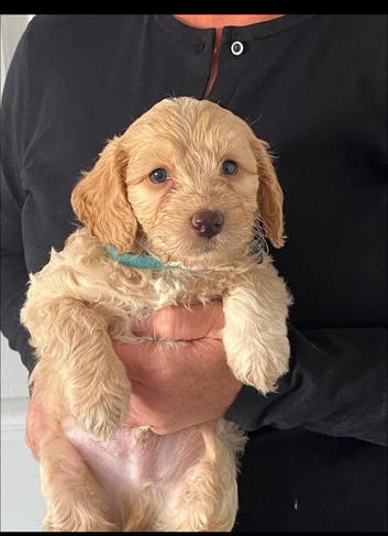 Cockapoo puppies looking for their forever new home