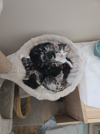 Kittens for sale