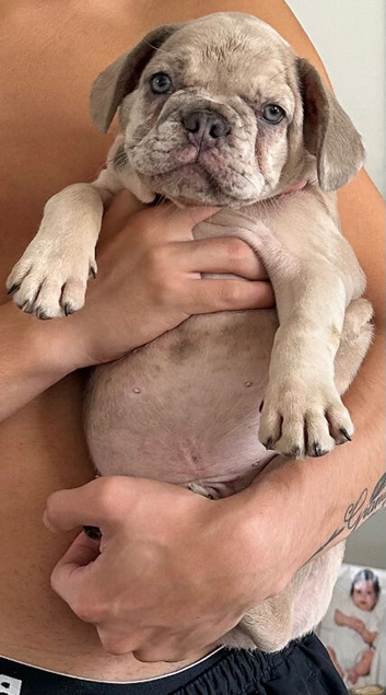 Last Puppy A lilac Merle Boy