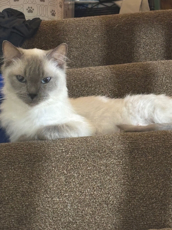 6 year old female ragdoll tica and gccf un neutered