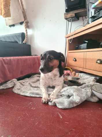 Rocket the Russell up for stud!