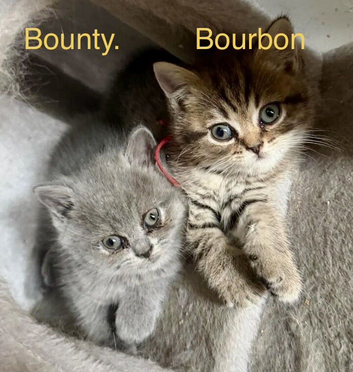 Persian x BSH kittens ready now