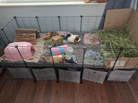 2 x Friendly bonded female guinea pigs with complete set up
