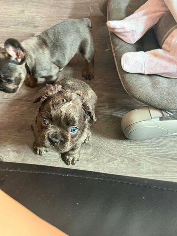 French bulldog puppies