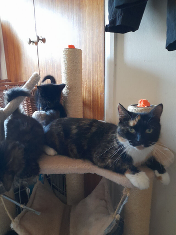 Kittens 1 black boy and 2 long-hair female