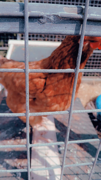 Barnyard mix hatching eggs 6
