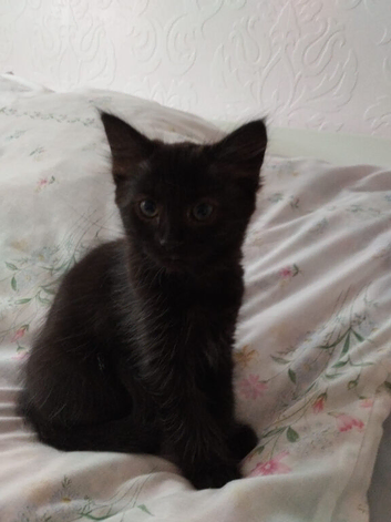 [Leicester - LE3] 2 Kittens Ready for New Homes