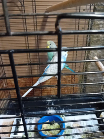 Baby budgies