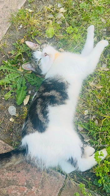 1 year old cat for sale