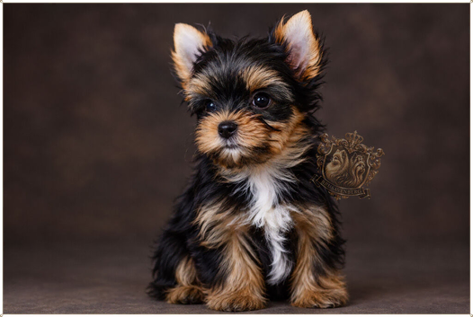 MINIATURE YORKSHIRE TERRIER