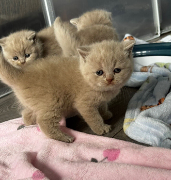Lovely Lilac British Shorthaired Kittens