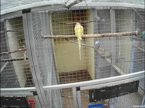 MUTATION RINGNECKS